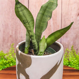 4" Sansevieria Moonshine