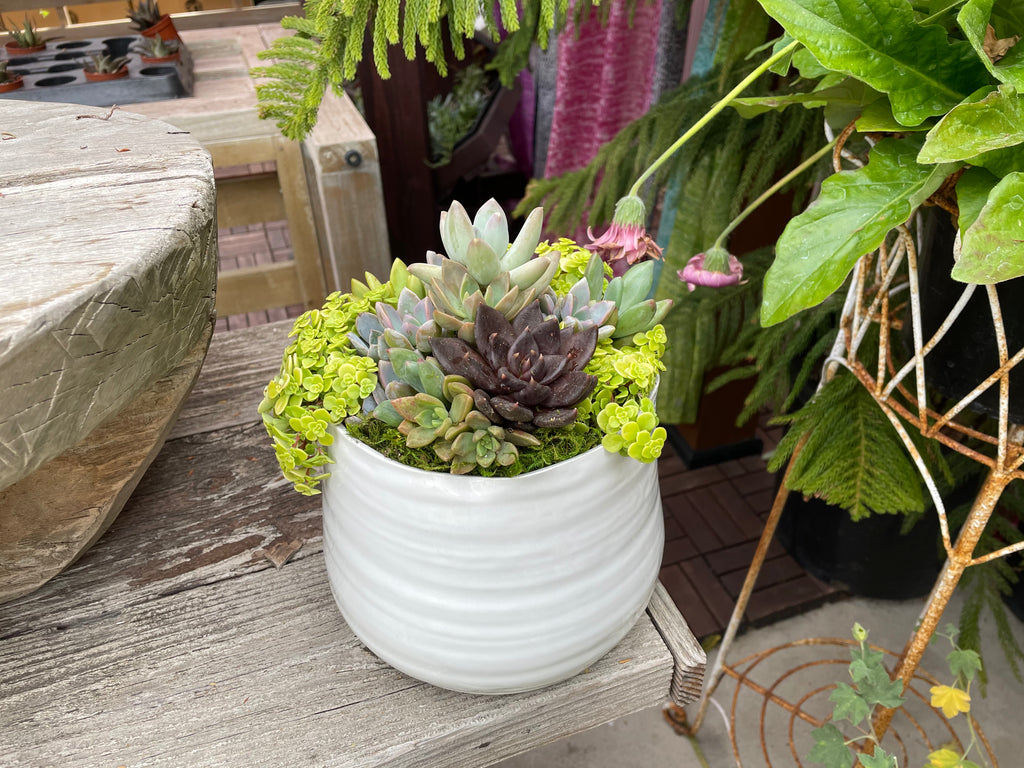 Large Tegan Pot With Succulents