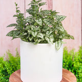 6" Splash Hypoestes