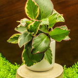 4" Peperomia Ginny