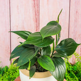 6" Rhaphidophora Decursiva Dragon's Tail