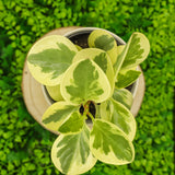4" Peperomia Variegated "Citrus Twist"