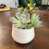 Small Tegan Pot With Succulents