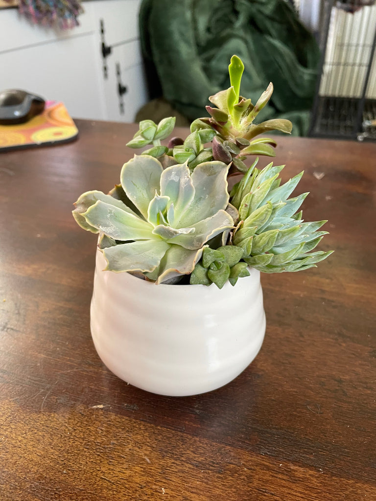Small Tegan Pot With Succulents
