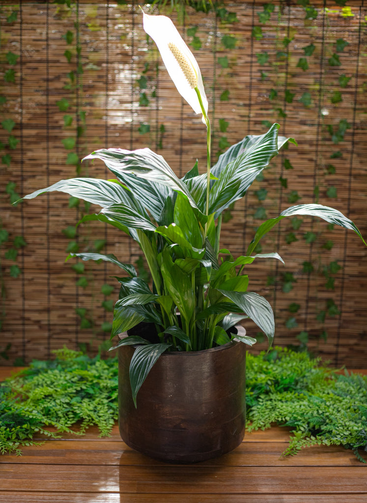 6" Spathiphyllum Dario "Peace Lily"