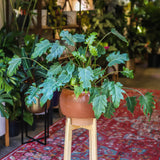 6" Philodendron Xanadu