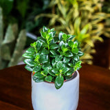 6" Nematanthus Candy Corn (Goldfish Plant)