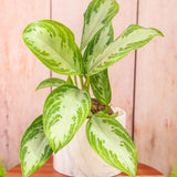 8" Chinese Evergreen Silver Bay (Aglaonema 'Silver Bay')