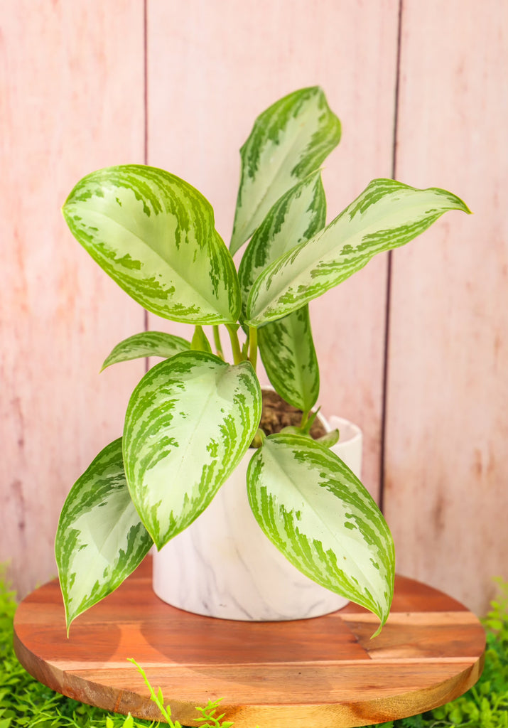8" Chinese Evergreen Silver Bay