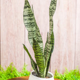 3" Sansevieria Zeylanica