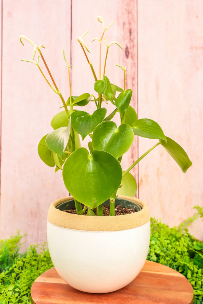 6" Peperomia Owl Eye
