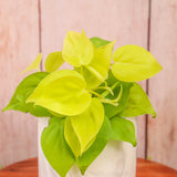 4" Philodendron Cordatum Neon (Philodendron hederaceum 'Neon')