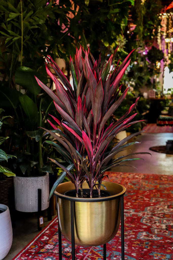 10" Cordyline Red Sister