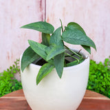 6" Cebu Blue Pothos (Epipremnum Pinnatum)