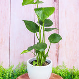 4" Monstera Deliciosa (Split Leaf Philodendron)