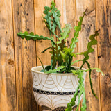 4” Ric Rac (Fishbone Cactus)