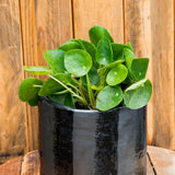 8" Pilea Peperomioides