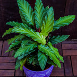 6" Calathea Rufibarbra