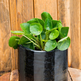 6" Pilea Peperomioides
