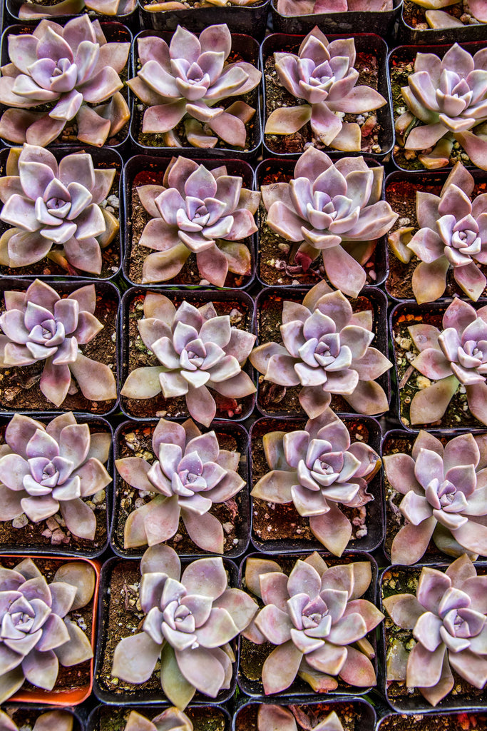 2" Succulent