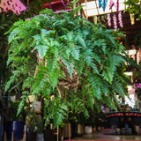10" Rabbit Foot Fern Basket