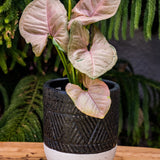 4" Syngonium Strawberry Cream
