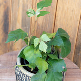 6" Grape Ivy (Cissus rhombifolia)