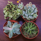 4" Succulent