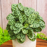 6" Calathea Burle Marx