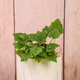 4" Piggyback Plant