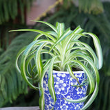 6" Chlorpohytum Bonnie Spider Plant