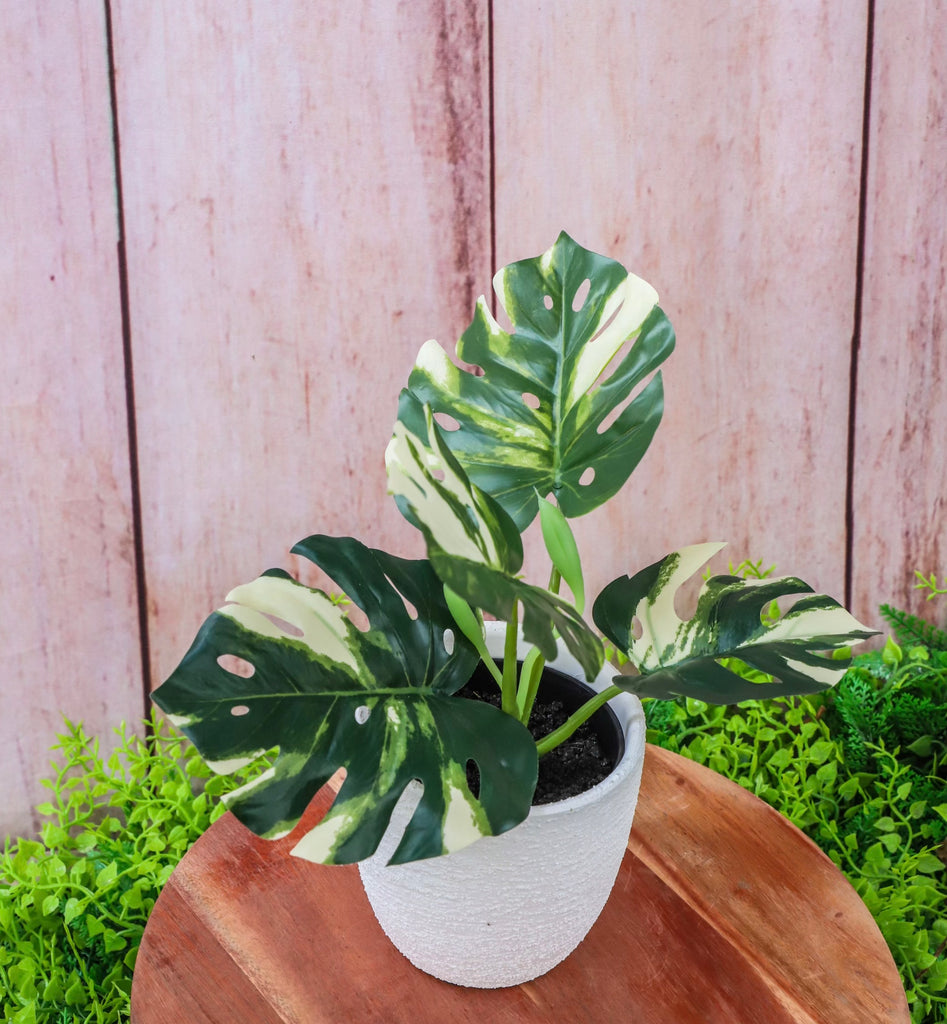 Faux Potted Albo Monstera