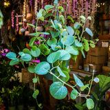 6" Cissus Rotundifolia