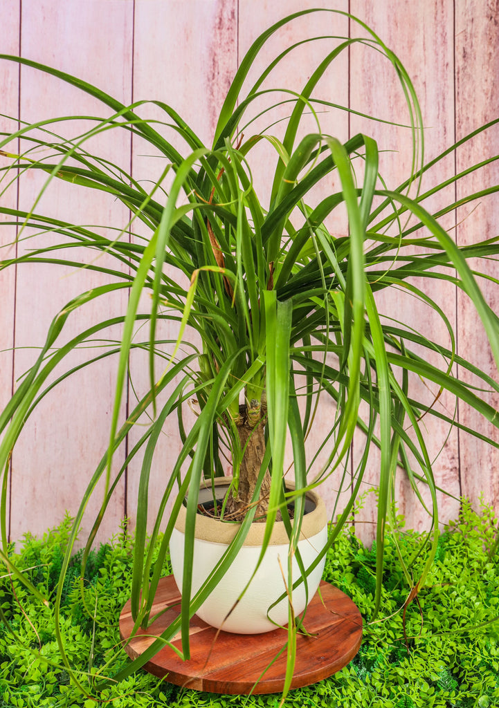 6" Beaucarnea Stump (Ponytail Palm)