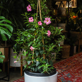 5 Gallon Mandevilla Pink Flower (Dipladenia)