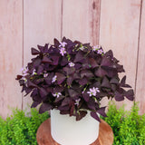 6" Oxalis Triangularis Purple Shamrocks