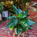 5" Philodendron Congo Green