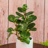 3" Peperomia Thailand