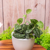 4" Pothos Satin (Scindapsus pictus)