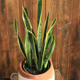 6" Sansevieria Laurentii