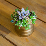 Small Tegan Pot With Succulents