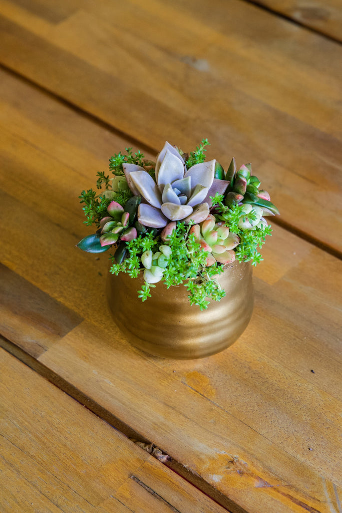 Small Tegan Pot With Succulents