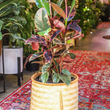 10" Decora Ruby Red Ficus (Ficus elastica)
