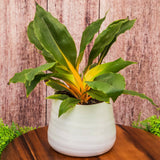 6" Mandarine Orange Plant