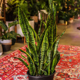 14" Sansevieria Laurentii