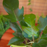 6"  Philodendron Squamiferum
