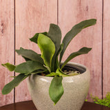 6" Staghorn Fern