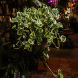 2" Pothos N'Joy (Epipremnum aureum 'N'Joy')