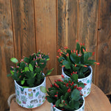 2" Spring Cactus