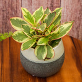 4" Peperomia Ginny